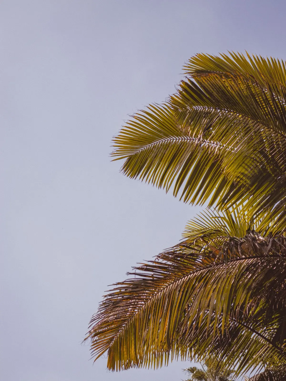 Tree Service